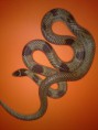 /album/king-snake/a023-%285%29-%ce%b1%ce%bd%cf%84%ce%af%ce%b3%cf%81%ce%b1%cf%86%ce%bf-jpg/